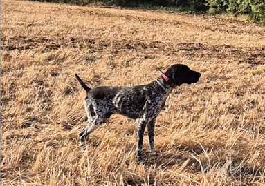 Cucciolone maschio bracco tedesco KURZHAAR