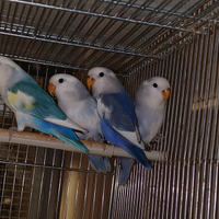 Inseparabili Piccoli pulli