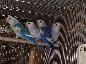 Inseparabili Piccoli pulli