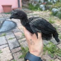 Ayam Cemani