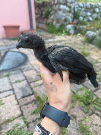 Ayam Cemani