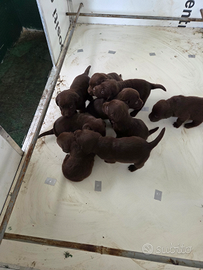 Cuccioli Labrador