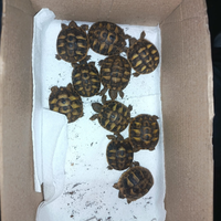 Tartarughe di terra hermani