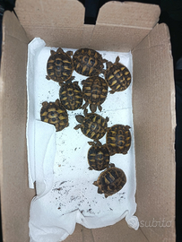 Tartarughe di terra hermani