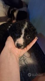 Cuccioli border collie