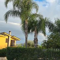 3 COCOS PIÙ 1 ALBERO DI
PEPE