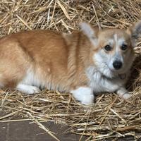 PEMBROKE CORGY cuccioli