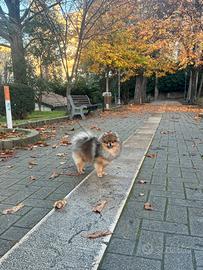 Spitz Pomerania