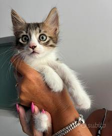 Gatti pelo lungo e corto tigrato e non