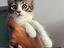Immagine 1
