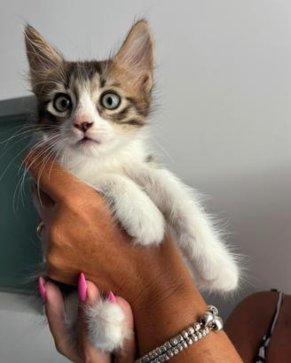 Gatti pelo lungo e corto tigrato e non