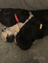 Cuccioli carlino con pedigree