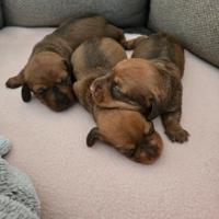 Cuccioli di bassotti kaninchen nano