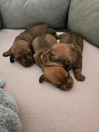 Cuccioli di bassotti kaninchen nano