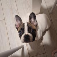 Cucciola Bulldog Francese