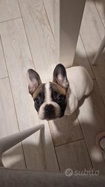 Cucciola Bulldog Francese