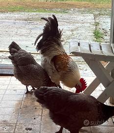 Gallo per gallina