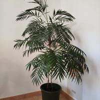 Pianta da interno Chamaedorea Elegans