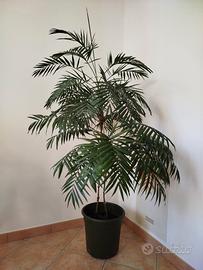 Pianta da interno Chamaedorea Elegans