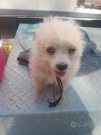 Mia cucciolina
