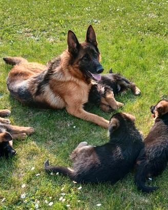 Cuccioli pastore tedesco pedigree rosa