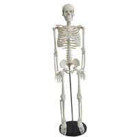 Scheletro Corpo Umano Alto 34Cm Kit da Montare