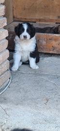 cuccioli di border collie