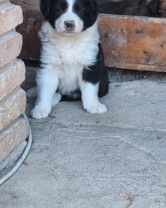 cuccioli di border collie