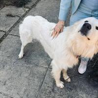 Cane pastore maremmano/abruzzese