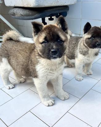 Disponibilità di cuccioli di Akita Americani