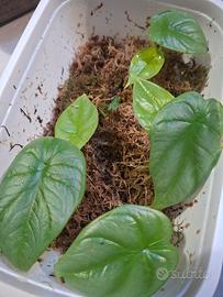 alocasia silver dragon sport variegate baby