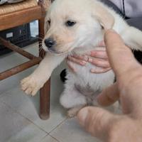 Cucciolina mix labrador aspetta la sua famiglia