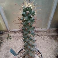 Mammillaria poselgeri. H 18 cm Cactus Piante Grass