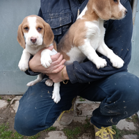 Cuccioli beagle