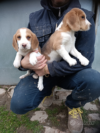 Cuccioli beagle