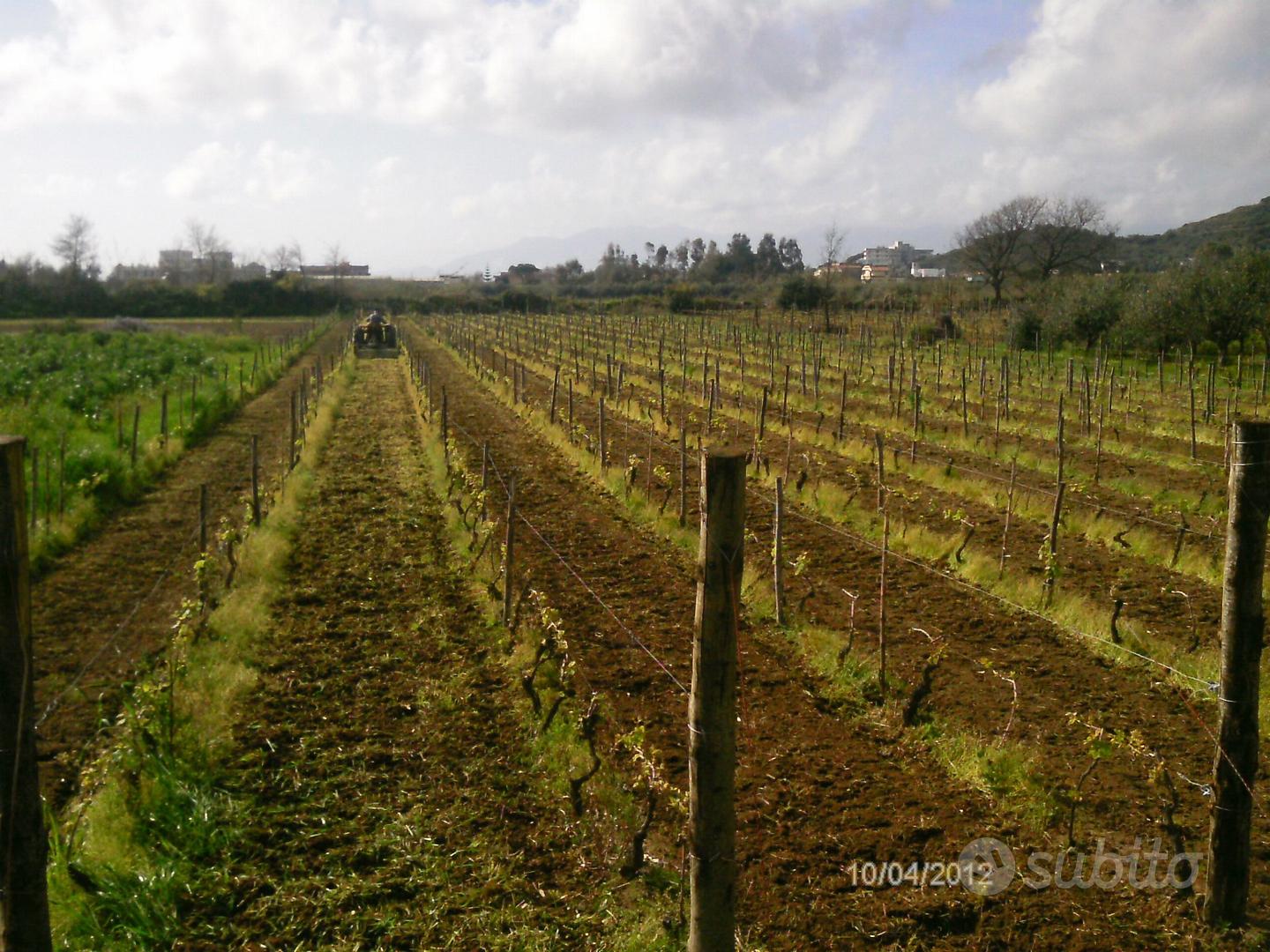Terreno agricolo con vigneto - Vista 2