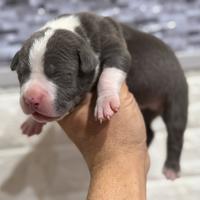 Pitbull blue nose