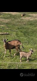 Capretta scamosciata alpina
