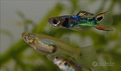 Guppy endler
