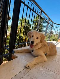 Golden retriver americano