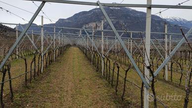 Terreno vitato di Pinot grigio
