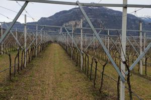 Terreno vitato di Pinot grigio