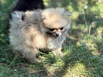 Volpino spitz di pomerania nano