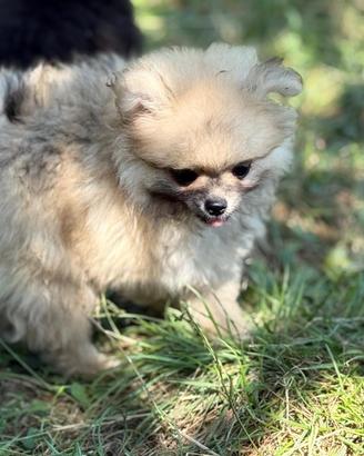 Volpino spitz di pomerania nano