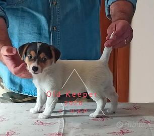 Cuccioli Jack russell Terrier con Pedigree