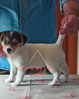 Cuccioli Jack russell Terrier con Pedigree