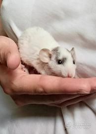 Ratti domestici