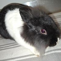 Coniglio nano testa di leone