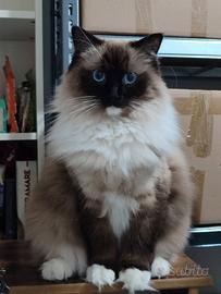 Ragdoll femmina adulta