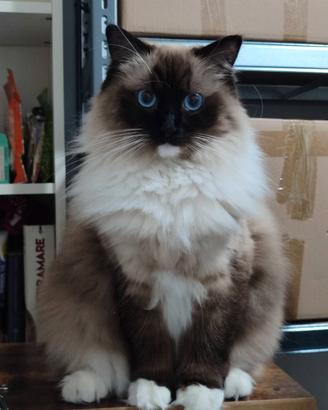 Ragdoll femmina adulta
